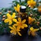 Alternative healing Yellow flowers of Hypericum, used in homeopathic remedies