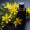 Alternative healing Yellow flowers of Hypericum, used in homeopathic remedies