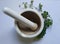 Alternative health care fresh herbal plant and herbal pill in Erlenmeyer flask with mortar and pestle.
