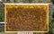 Alternative medicine  bee bread fermented flower and plant pollen granules inside honeycomb frame.