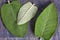 Alternative medicine matico plant leafs