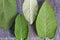 Alternative medicine matico plant leafs in Ecuador