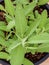 Alternative mediterranean medicinal plants Salvia officinalis .