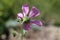 Althaea cannabina - wild plant