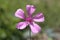 Althaea cannabina - wild plant