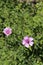 Althaea cannabina - wild plant