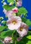 Althaea officinalis, or marsh-mallow, is a perennial species indigenous to Europe, Western Asia, and North Africa which is used in