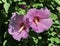 Althea & x28;Rose of Sharon& x29; shrub in bloom