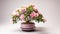 Althea Shrub plant on a pot on white background