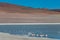 Altiplanic Laguna, Salty Lake, with flamingos, among the most important travel destination in Bolivia