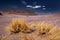 Altiplano grass paja brava in Atacama desert