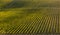 Alto Douro beautiful vineyard lines during harvest season vindima at sunset light - UNESCO World Heritage