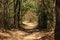 Alto Paraiso de Goias, Goias, Brazil - October 16 2019: photo of a dirt road in nature with trees around and tree shadows