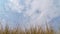 Altocumulus cloud running over dry grasses