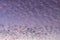 Altocumulus clouds in pretty pastels at sunrise