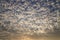 Altocumulus stratiformis clouds cover across the whole sky. `Sheep clouds` at sunrise