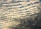 Altocumulus stratiformis evening clouds. Sunlight. Autumn