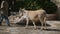 ALTOS DE CHAVON, DOMINICAN REPUBLIC, DECEMBER 21, 2012: Man with donkey