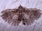 Alucitidae or many-plumed moth