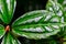 Aluminium plant Pilea cadierei - ornamental plant with colored shiny white-green leaves