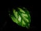 Aluminium plant's leaf in black background, watermelon pilea