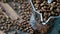 Aluminum geyser coffee maker close-up with scattered coffee beans on a wooden board. Coffee background with grains