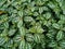 Aluminum plant, Pilea Cadierei, flowering ornamental plants