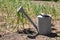 Aluminum watering can near garlic sprouts in field
