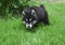 Alusky Puppy Stalking Through Tall Green Grass