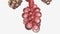 Alveoli Cross Section Alveolus