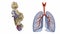 Alveoli in lungs - blood saturating by oxygen