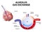 Alveolus. gas exchange