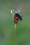 Alydus calcaratus bug sitting on plantain flower. Macro photo of animal
