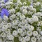 An Alyssum Big Gem White Brilliant with blue violet as a decoration of garden