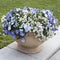 The Alyssum Big Gem White Brilliant with blue violet as a decoration of garden