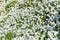 Alyssum or carpet of snow flower background