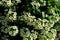 Alyssum flower. Sweet Alyssum Flowers. White flowers Sweet Alyssum Lobularia maritima in garden.