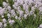 Alyssum flowering close up