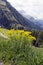 Alyssum - flowering plants in the German Alps