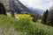 Alyssum - flowering plants in the German Alps