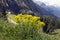 Alyssum - flowering plants in the German Alps