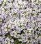 Alyssum flowers