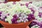 Alyssum flowers. Alyssum in sweet colors. Alyssum in a red brown pot on wood table