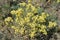 Alyssum gymnopodum, brassicaceae, alyssum cretaceum is very beautiful medicinal plant with delicate yellow flowers and bouquets of