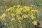 Alyssum gymnopodum, brassicaceae, alyssum cretaceum is very beautiful medicinal plant with delicate yellow flowers and bouquets of