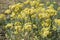 Alyssum gymnopodum, brassicaceae, alyssum cretaceum is very beautiful medicinal plant with delicate yellow flowers and bouquets of