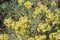 Alyssum gymnopodum, brassicaceae, alyssum cretaceum is very beautiful medicinal plant with delicate yellow flowers and bouquets of