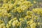 Alyssum gymnopodum, brassicaceae, alyssum cretaceum is very beautiful medicinal plant with delicate yellow flowers and bouquets of