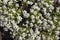 Alyssum low growing annual flowering plants with very branched stems containing dense clusters of small sweet smelling