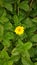 Alyssum montanum common gorse yellow flowers  leaves